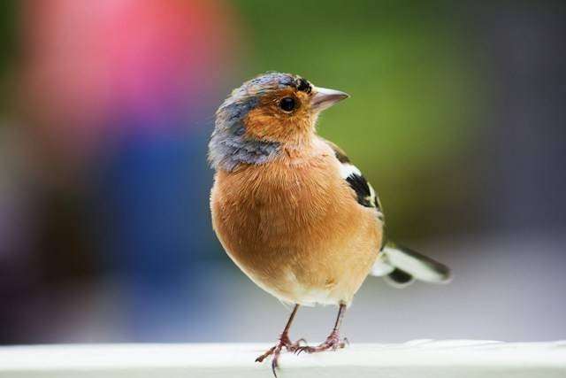 Cara Merawat Burung Perkutut Agar Rajin Bunyi. Foto Hanya Ilustrasi. Sumber Foto: Unsplash.com/Vittorio Zamboni