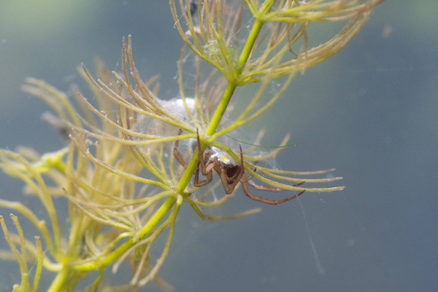 Laba-laba lonceng selam (Argyroneta Aquatica). Foto: Shutterstock