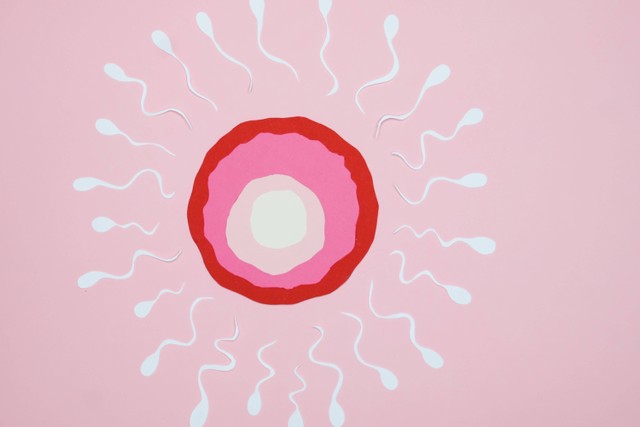 Ilustrasi Tempat Terjadinya Spermatogenesis. Sumber: Pexels/Nadezhda Moryak