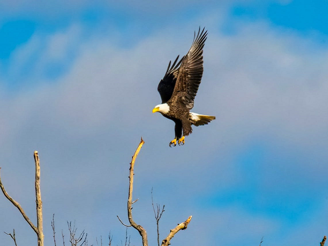 Ilustrasi mengapa burung elang dan burung layang-layang melakukan migrasi pada setiap musim tertentu. Sumber: pexels.com/DavidDibert.