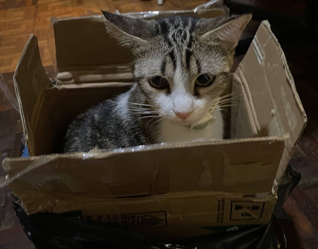 Kotak suara. Iya, kotak suara saya isinya kucing.