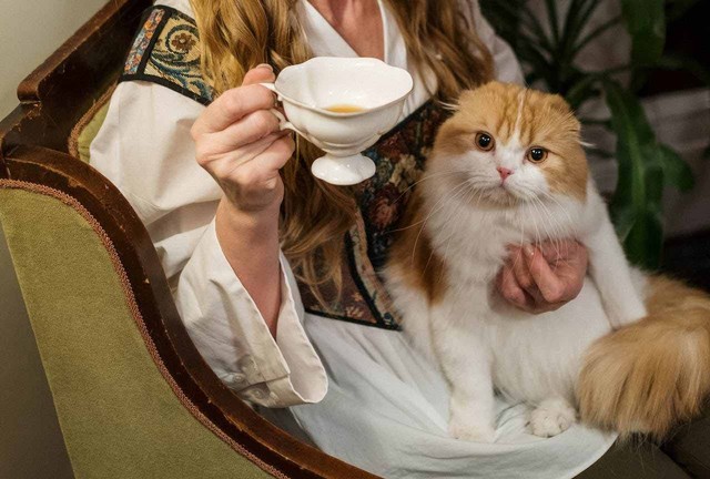 ilustrasi kucing minum teh. Sumber foto: Pexels