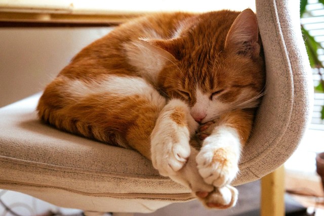 Ilustrasi kucing bermimpi. Sumber foto: Unsplash