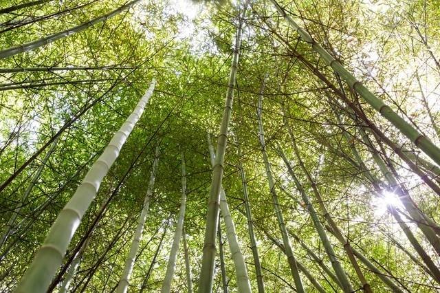  Ilustrasi pohon bambu. Foto: Unsplash. 