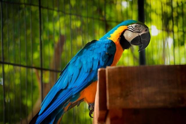 Ilustrasi Kenapa Burung Macaw Mahal. Foto: dok. Unsplash/Rejaul Karim