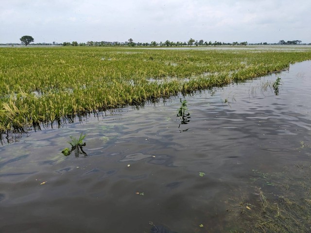 Padi siap panen tergenang banjir di wilayah Ngaluran Kabupaten Demak (foto pribadi)