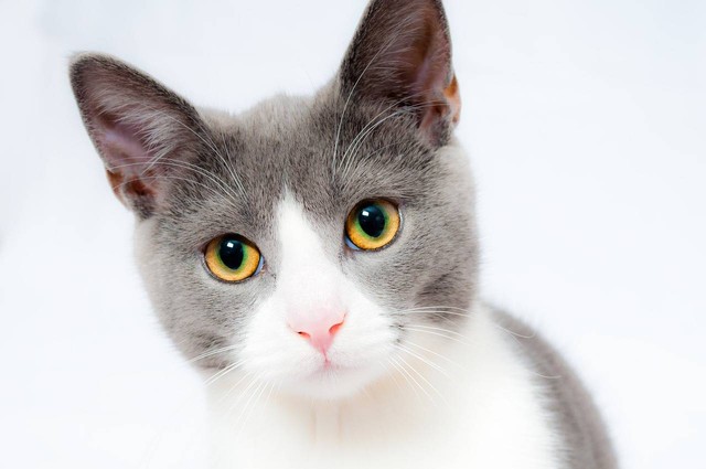 Ilustrasi kucing sakit mata. Sumber foot: Pixabay