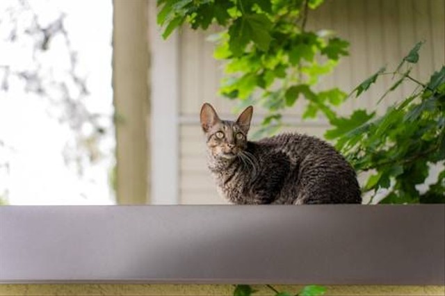 Ilustrasi Jenis Kucing yang Tidak Bisa Besar. Sumber: Unsplash