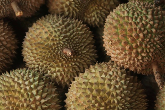 Ilustrasi durian. Sumber foto: Unsplash