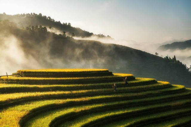 Objek Wisata Sawah di Bali/ Foto hanya ilustrasi bukan tempat sebenarnya. Sumber: https://unsplash.com