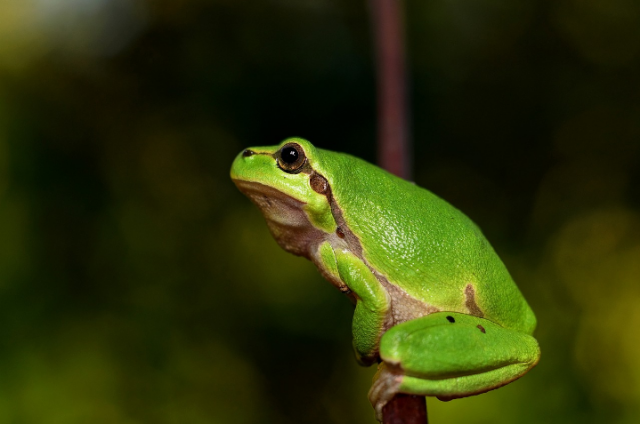 Ilustrasi apakah katak bertulang belakang. Sumber foto: pixabay/bubblejuice