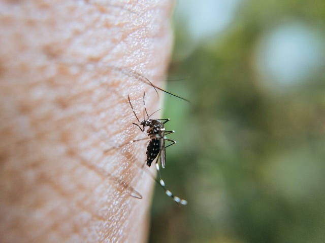Ilustrasi enis Simbiosis yang Terjadi pada Nyamuk dan Manusia, foot:pexels