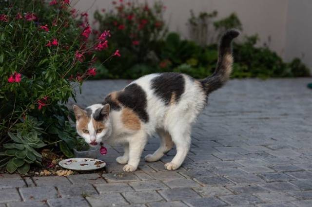 Ilustrasi apakah kucing boleh makan nasi, sumber foto: Magda Ehlers by pexels.com