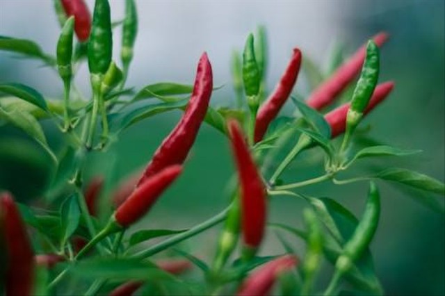 Ilustrasi Cara Menanam Cabe Rawit di Pot. Sumber: Unsplash444