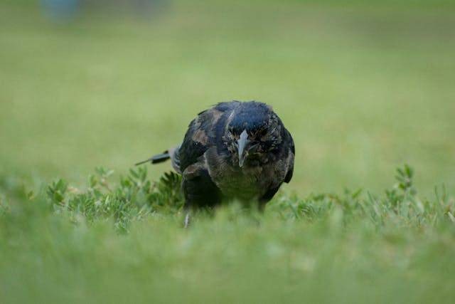 Mengapa fauna Indonesia bagian tengah disebut fauna peralihan. Sumber: Pexels / Pao Olmos