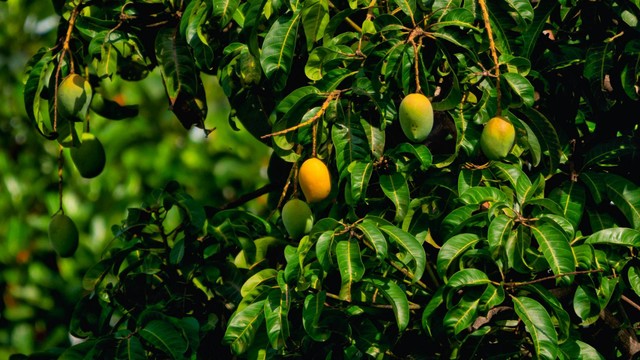 Ilsutrasi pohon mangga. Sumber foto: Unsplash