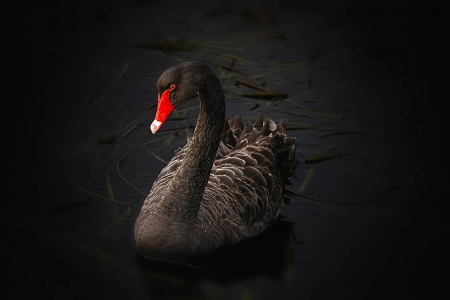 Ilustrasi Fenomena Black swan dalam politik indonesia. Sumber(Pixabay).