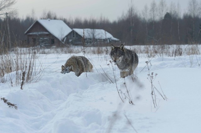 Ilustrasi serigala yang hidup di Chernobyl, wilayah yang terpapar radiasi nuklir. Foto: Shutterstock