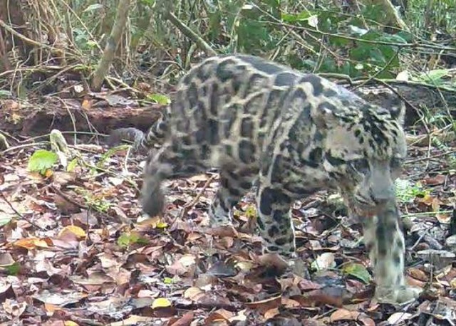 Macan Dahan Kalimantan yang terekam kamera perangkap di kawasan Hutan Desa Padu Banjar. (Foto dok : Tim HD Yayasan Palung).