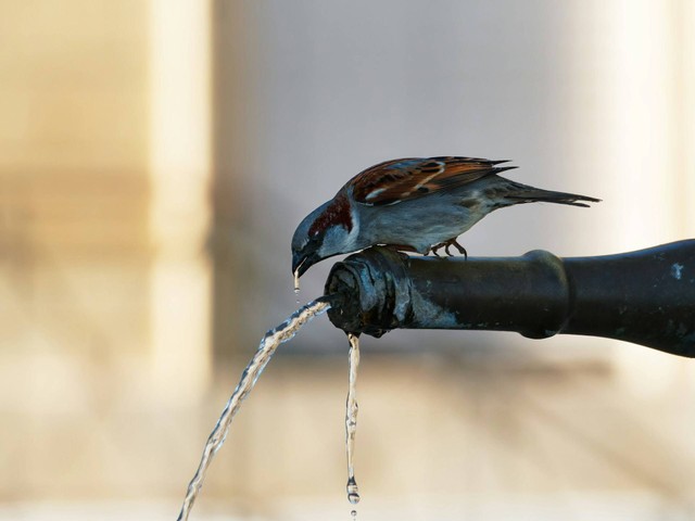 Ilustrasi minuman agar cendet gacor. Sumber foto: Unsplash