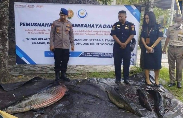 Proses pemusnahan ikan berbahaya oleh petugas di Bantul, Senin (19/2). Foto: Ditpolairud DIY