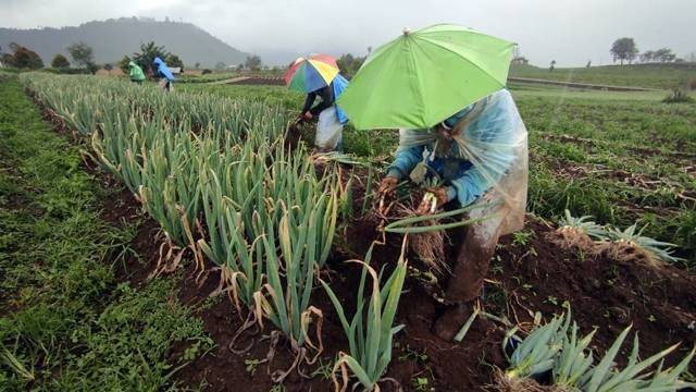 Ilustrasi petani. Foto: Istimewa/Kumparan. 