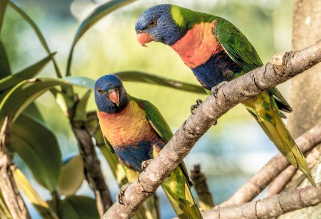 Bird Pavilion. Foto hanya ilustrasi, bukan tempat sebenarnya. Sumber: Unsplash/michael