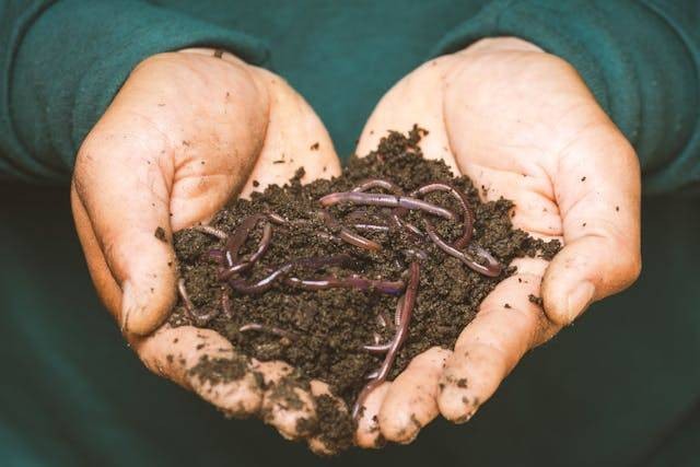 Planaria berkembang biak dengan cara. Foto hanya ilustrasi. Sumber: Pexels/Sippakorn Yamkasikorn by