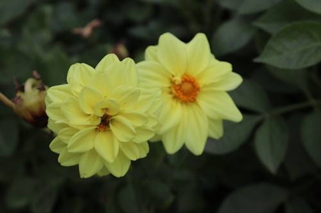 Ilustrasi Cara Menanam Bunga Dahlia. Sumber: Unsplash