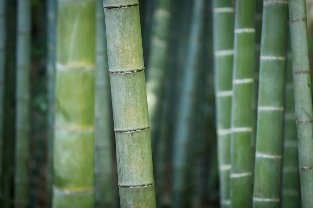 Ilustrasi ciri-ciri bambu. Sumber foto: Pixabay.com