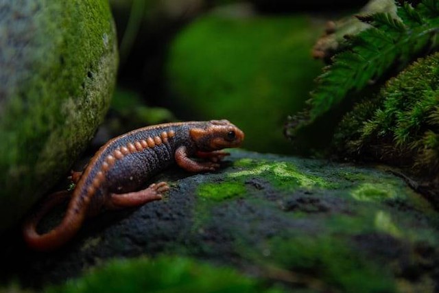 Ilustrasi salamander berkembang biak dengan cara. Sumber: unsplash.com/ Etienne Assenheimer