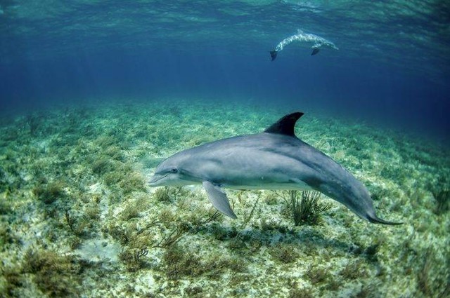 Ilustrasi makanan lumba-lumba. Sumber: unsplash.com/ NOAA