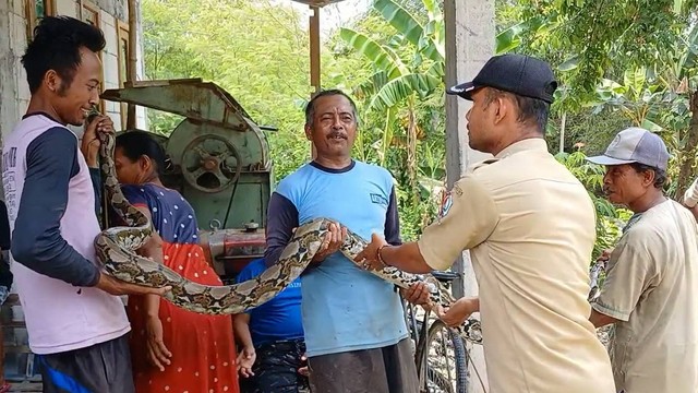 Seekor ular piton atau sanca kembang (malayopython reticulatus) saat ditangkap warga Desa Karangdinoyo, Kecamatan Sumberrejo, Kabupaten Bojonegoro, Jawa Timur. Selasa (20/02/2024) (Aset: Istimewa)