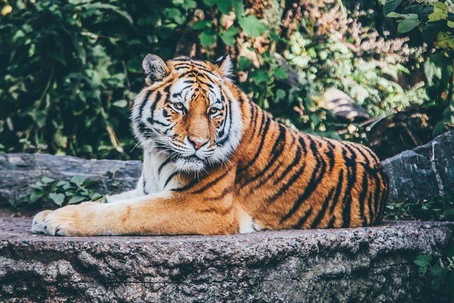 Ilustrasi ciri-ciri harimau Sumatera. Sumber: Pixabay/Pexels