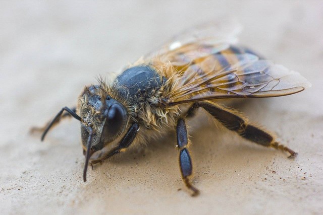 Ilustrasi berapa pasang sayap yang dimiliki lebah. Sumber: Pixabay/RiaanMarais