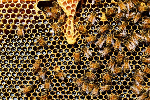 Ilustrasi Apa yang Digunakan Lebah untuk Membuat Madu. Sumber: Pexels/Pixabay