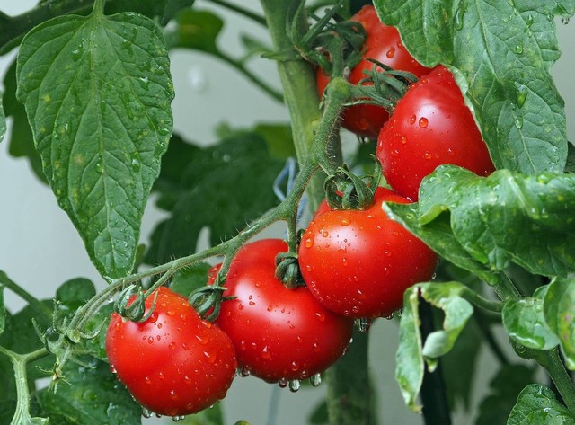 ilustrasi menanam tomat (Pixabay)