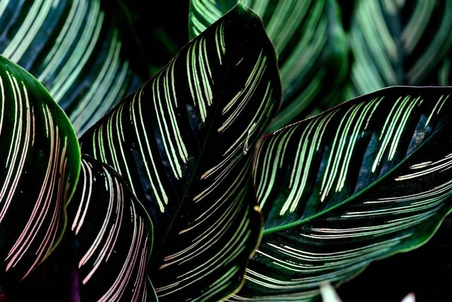 ilustrasi tanaman calathea (PIxabay)