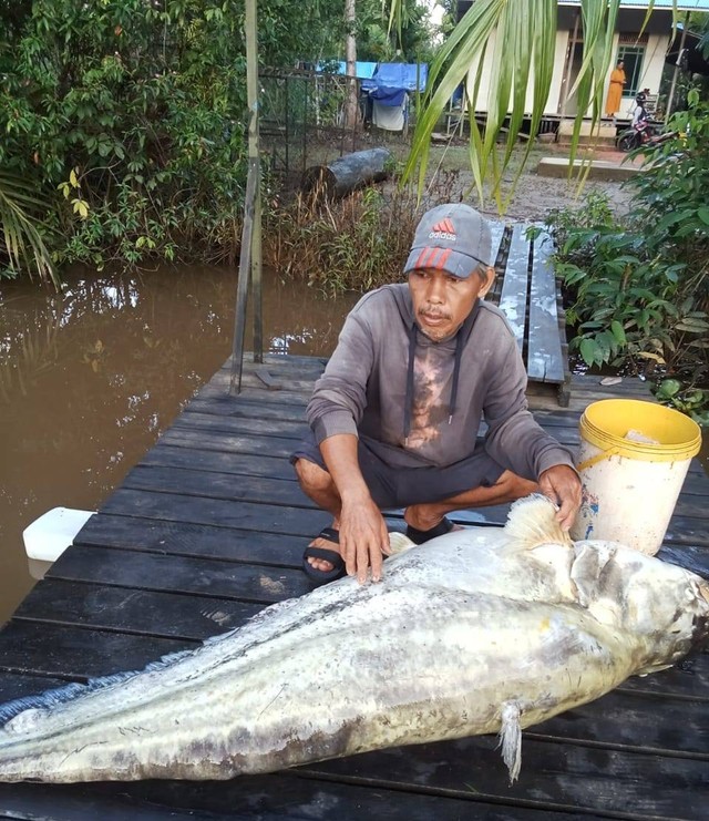 Warga Desa Pasir Mempawah mendapatkan ikan tapah. Foto: Dok. Istimewa