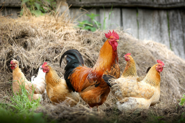 Ilustrasi mengapa ayam dikelompokkan sebagai hewan omnivora. Sumber foto: pixabay/Ralphs_Fotos