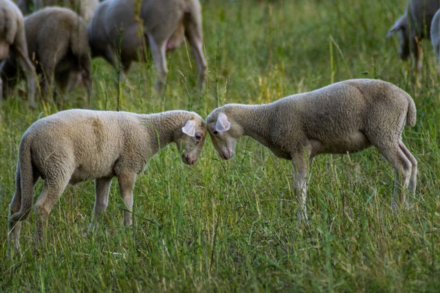 gambar 1.1 Adu domba sumber : https://www.freepik.com/free-photo/selective-focus-shot-two-white-sheep-cuddling-with-heads-together_18348807.htm#fromView=search&page=1&position=2&uuid=9f2ab6e2-0de5-4b83-a202-449dc44fac7c