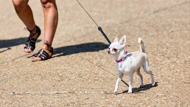 Ilustrasi Fakta Unik Anjing Cihuahua. Sumber: Unsplash