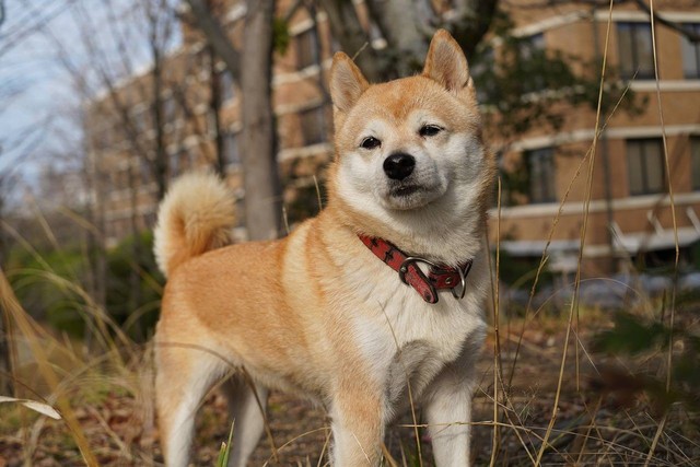 ilustrasi anjing ras Jepang (Pixabay)