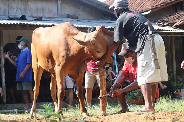  Ilustrasi Hadits tentang Qurban, Foto Pixabay/mufidpwt