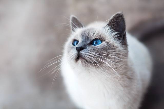 Fakta Kucing Scottish Fold. Foto Hanya Ilustrasi. Sumber Foto: Unsplash.com/Mikhail Vasilyev