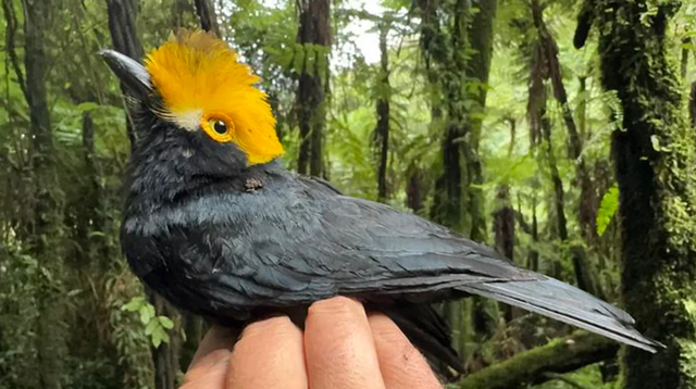 Helmshrike jambul kuning (Prionops alberti). Foto: Matt Brady/The University of Texas at El Paso