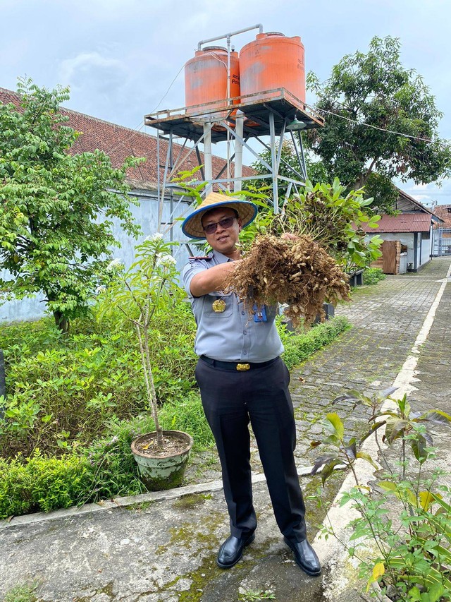 Budidaya Berkelanjutan Kebun Lapas Magelang Berkontribusi Dalam Panen Kacang 0399