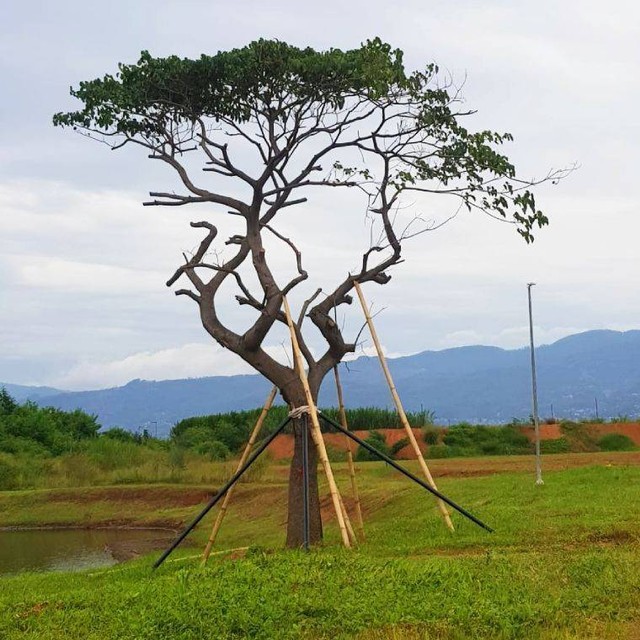 Pohon Kalpataru. Dokumentasi Pribadi