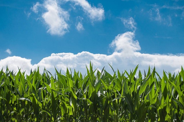 Ilustrasi manfaat biogas. Sumber: Pixabay/Skitterphoto