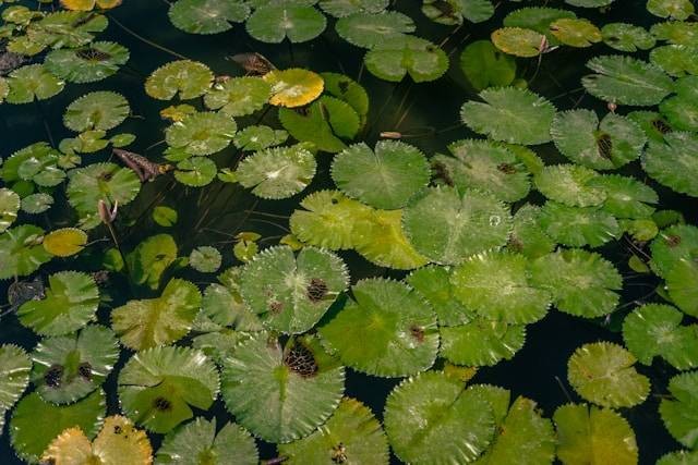 Lotus Lagoon Candidasa. Foto hanya ilustrasi bukan tempat sebenarnya. Sumber foto: Unsplash.com/Nada